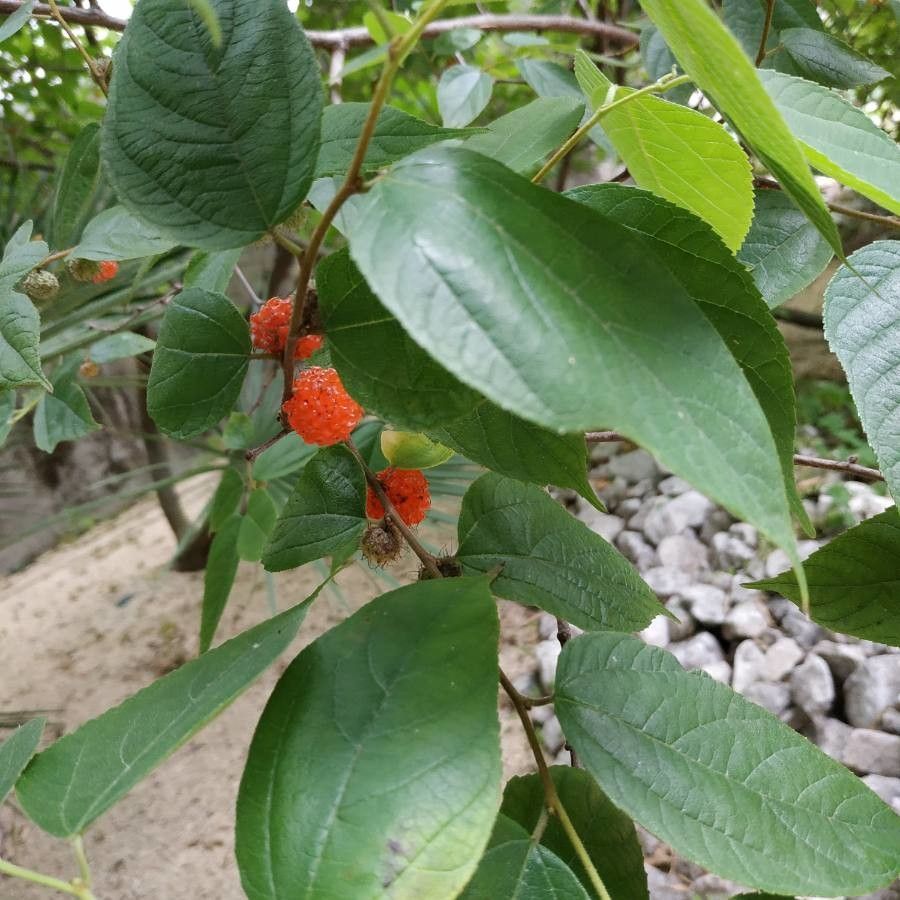 Broussonetia kazinoki fruit