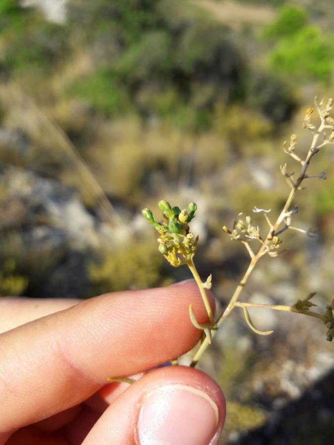 Thesium humifusum fruit