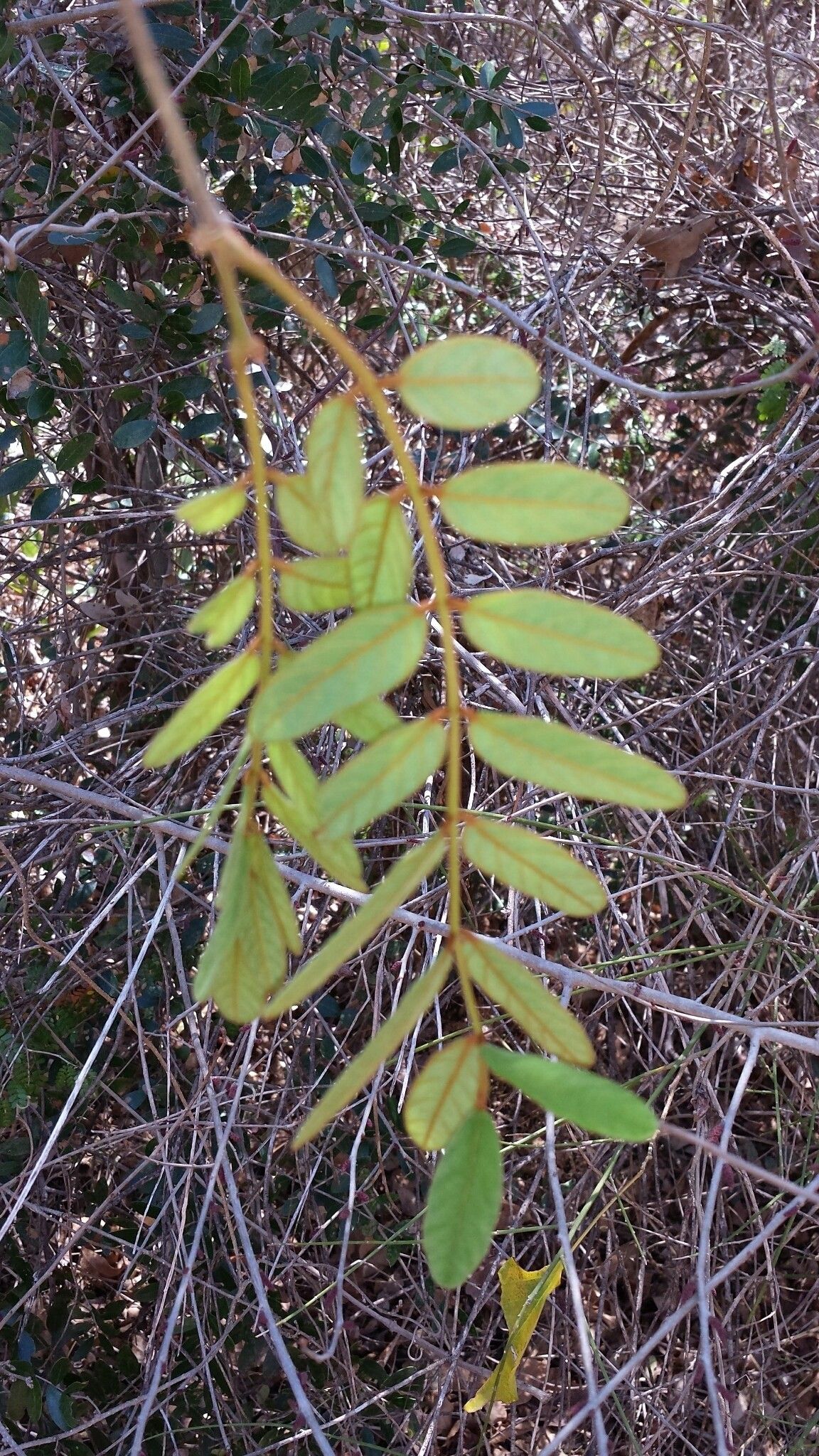 Millettia richardiana — houseplant care guide