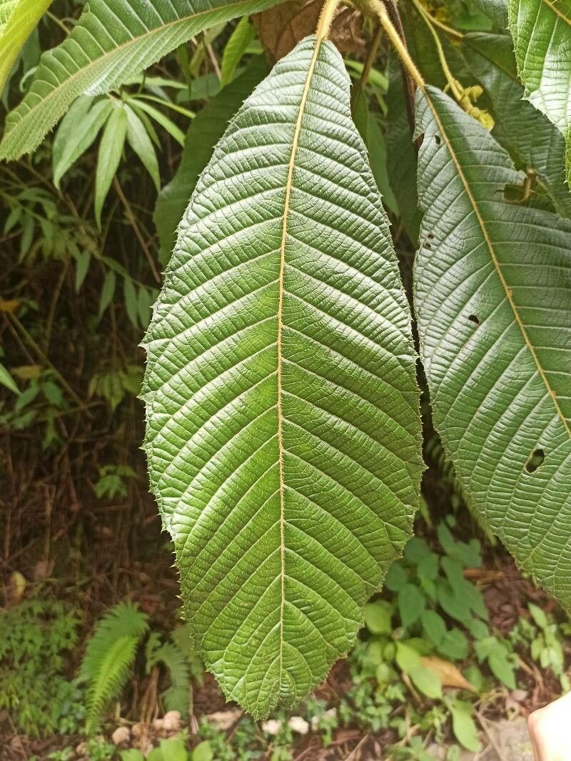 Saurauia montana — search result for 'Honduras'