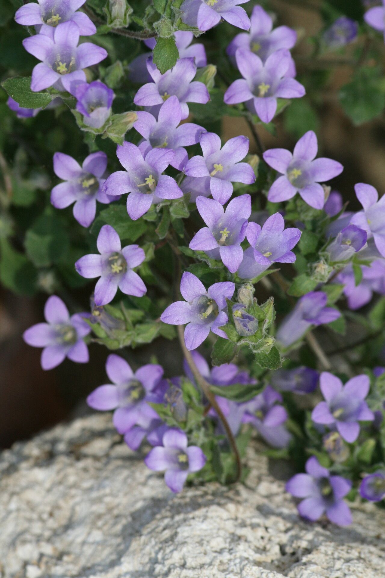 Campanula saxatilis — houseplant care guide