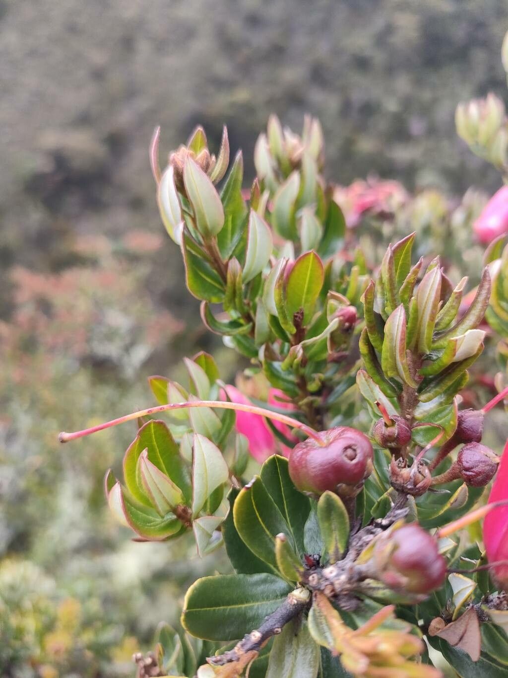 Bejaria resinosa fruit