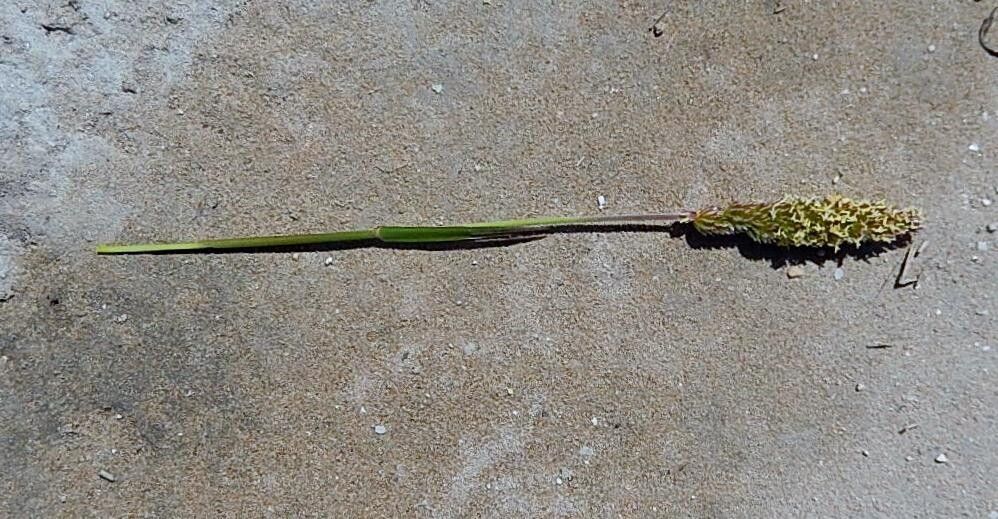 Koeleria capensis flower