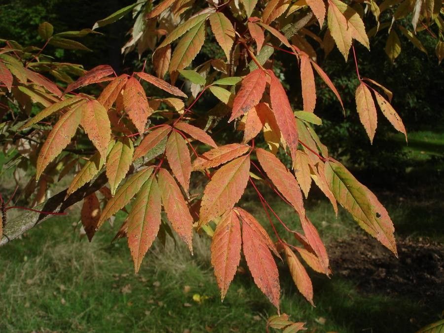 Acer mandshuricum leaf
