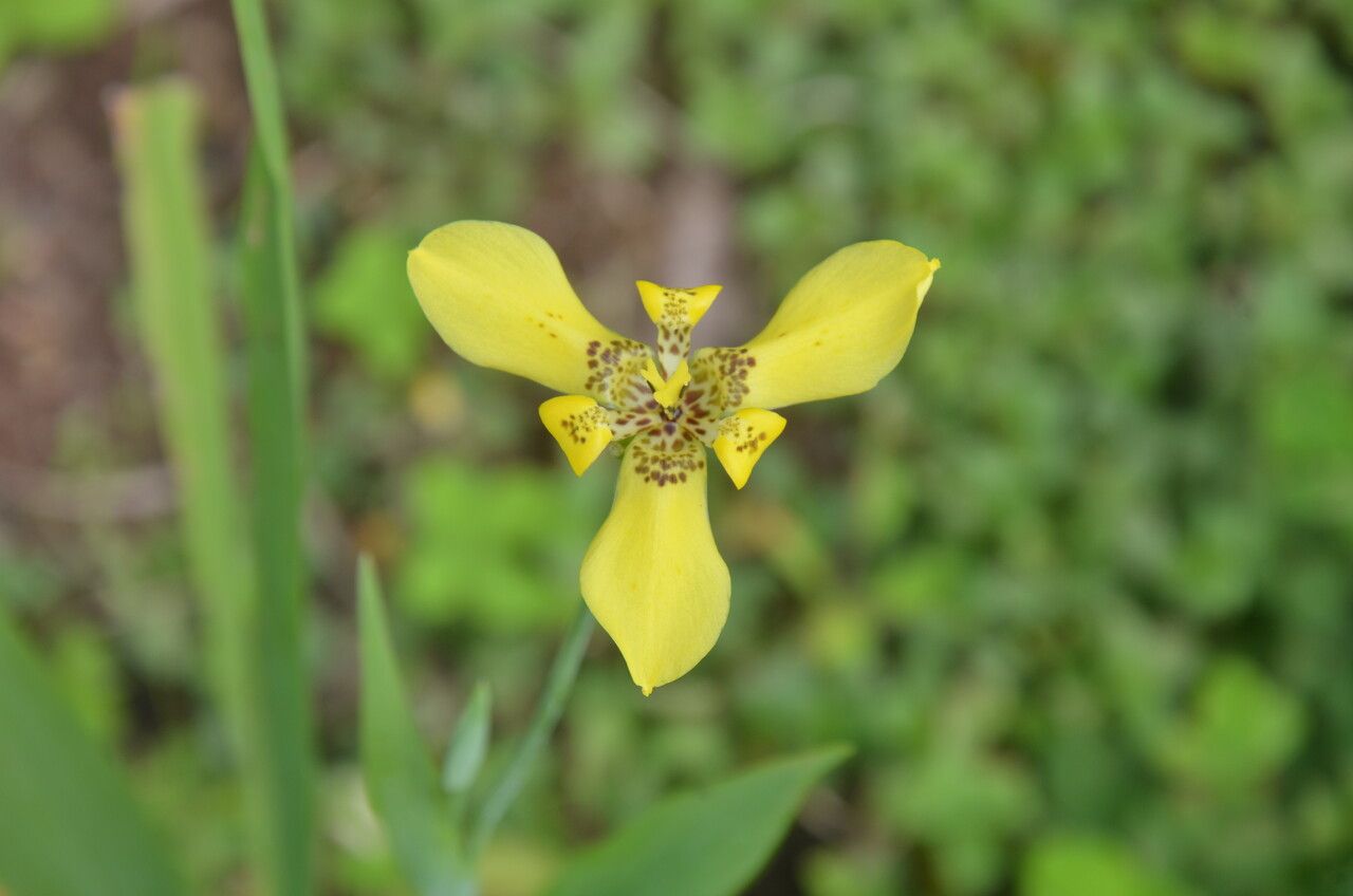 Trimezia steyermarkii flower