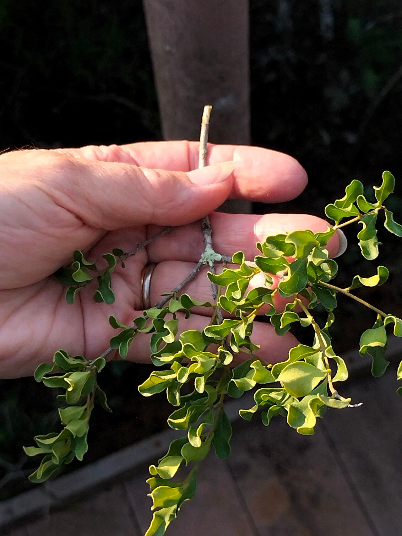 Euclea undulata — search result for 'Euclea'