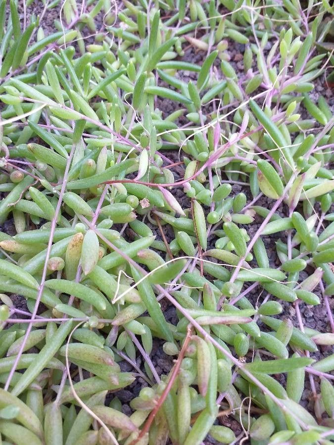 Xerophyta viscosa — houseplant care guide