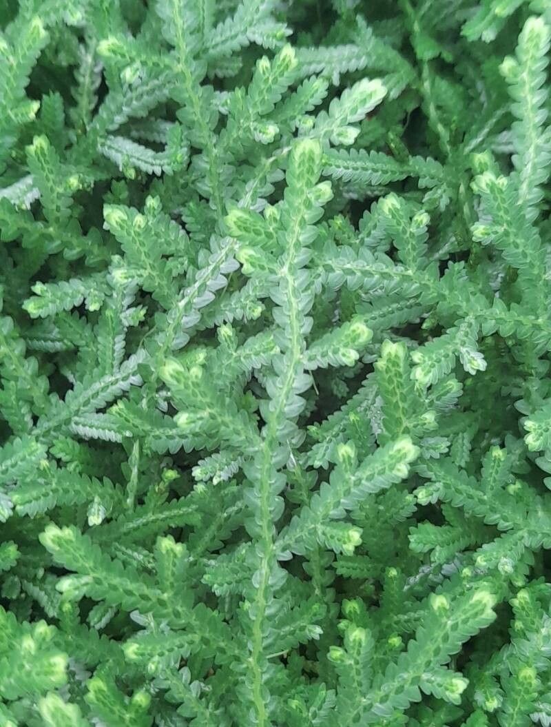 Selaginella serpens — search result for 'Selaginella'