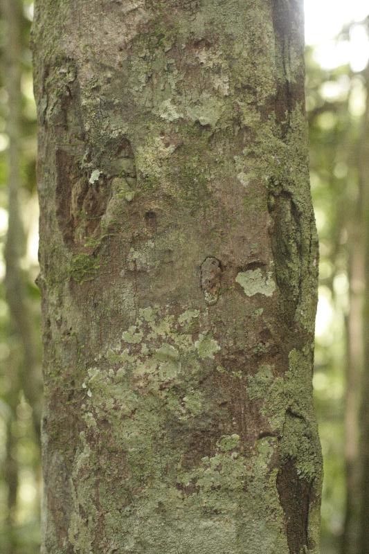 Chrysophyllum eximium bark