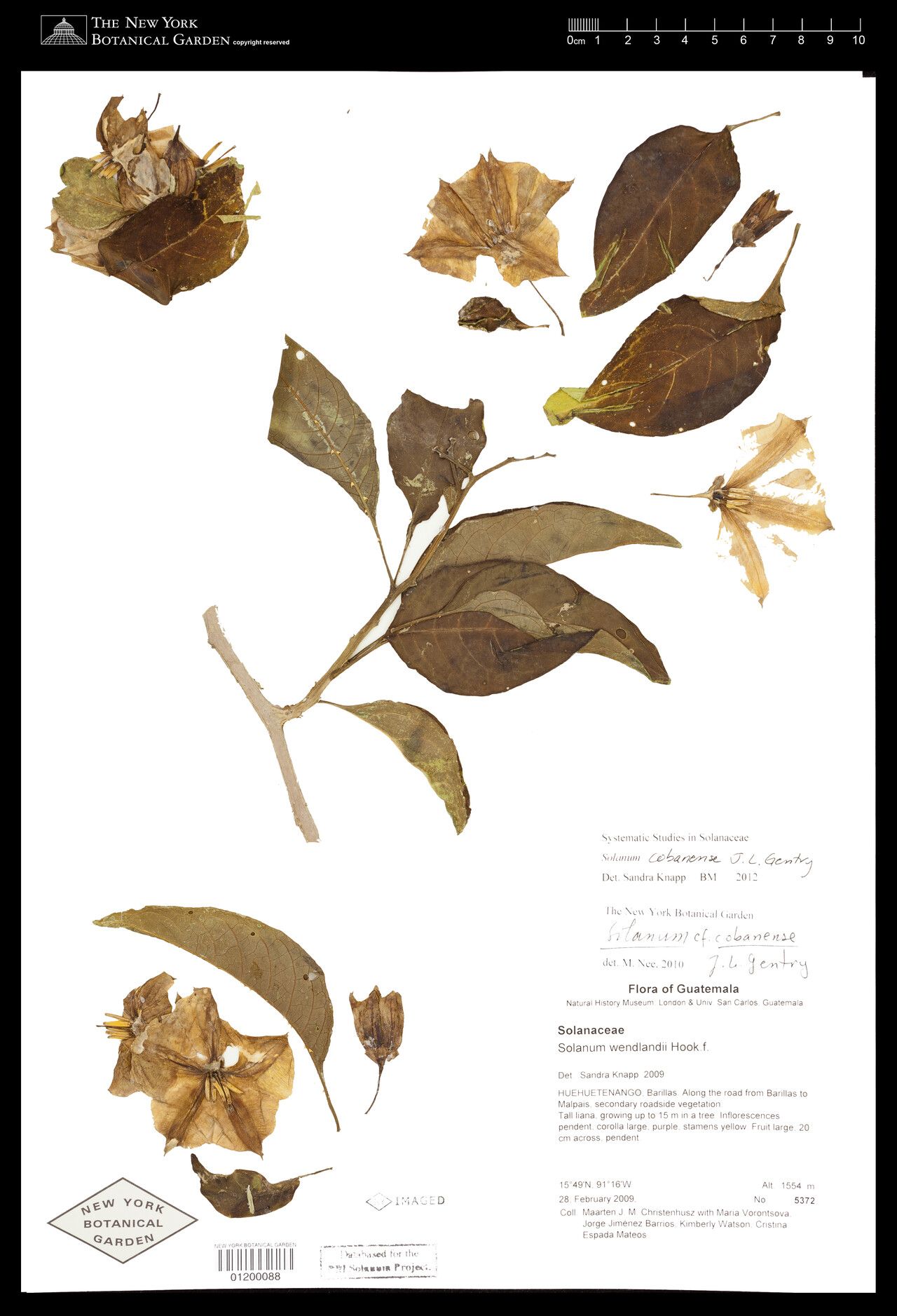 Solanum cobanense — houseplant care guide