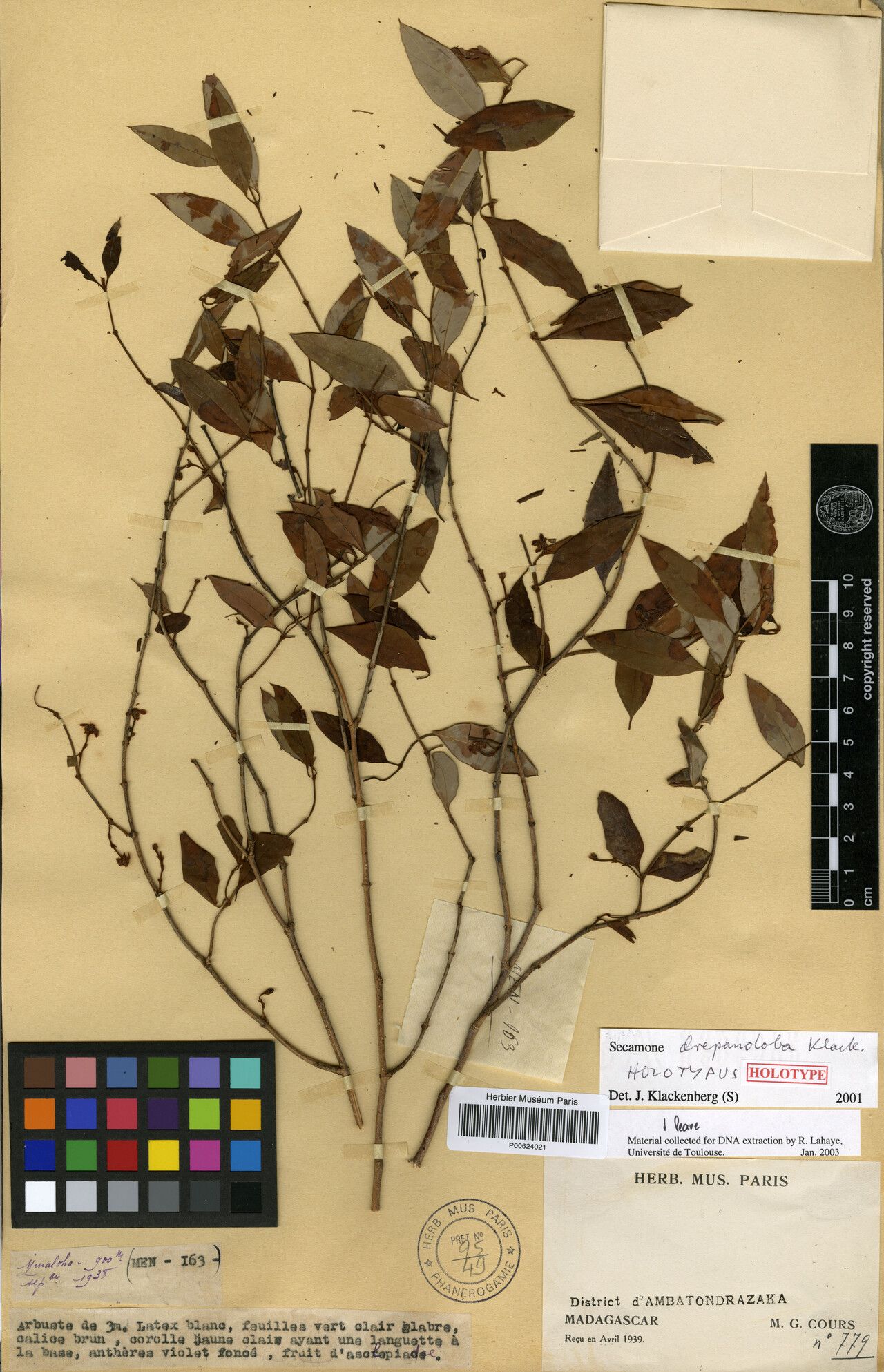 Secamone drepanoloba — houseplant care guide