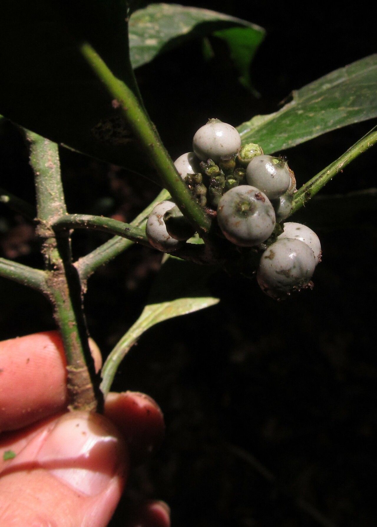Pavetta camerounensis fruit