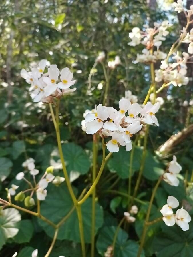 Begonia sericoneura flower