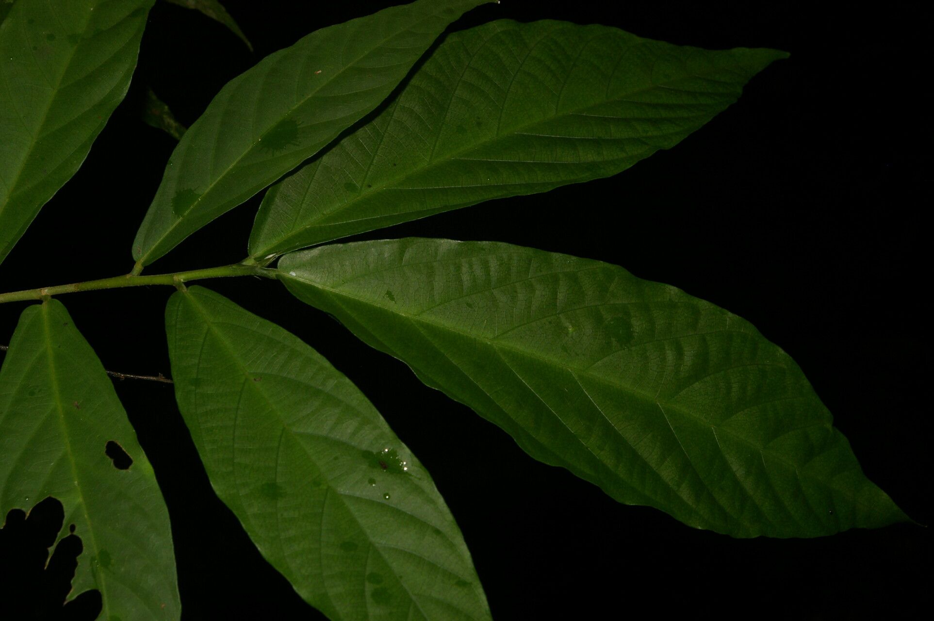 Ayenia mastatalensis leaf