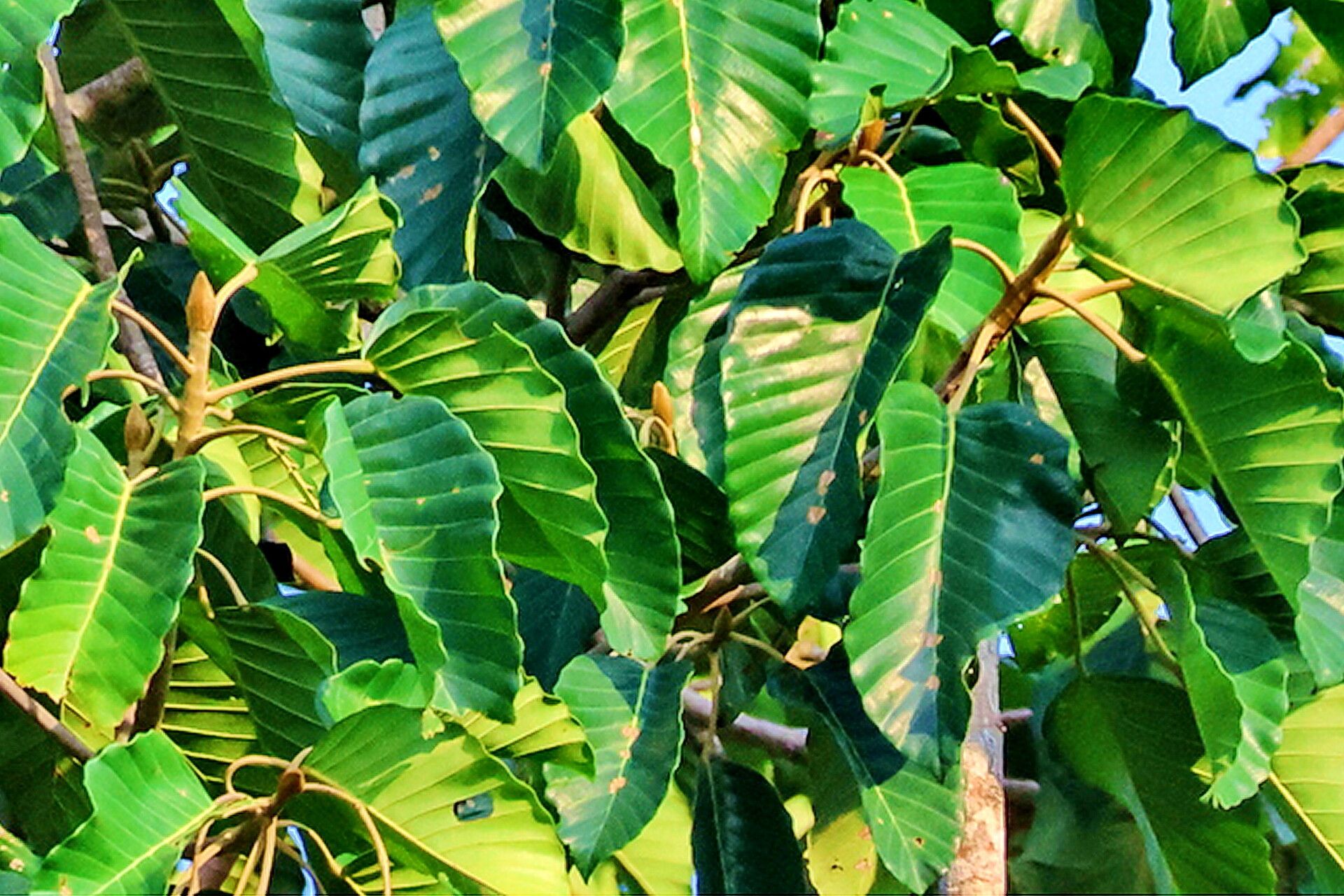 Dipterocarpus grandiflorus — search result for 'Dipterocarpus'