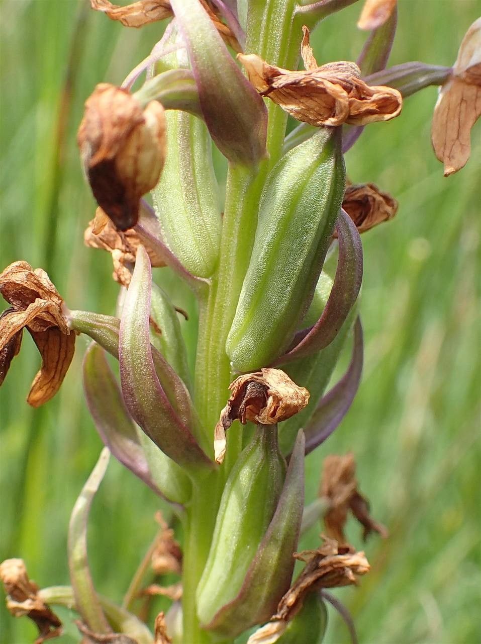 Dactylorhiza praetermissa fruit