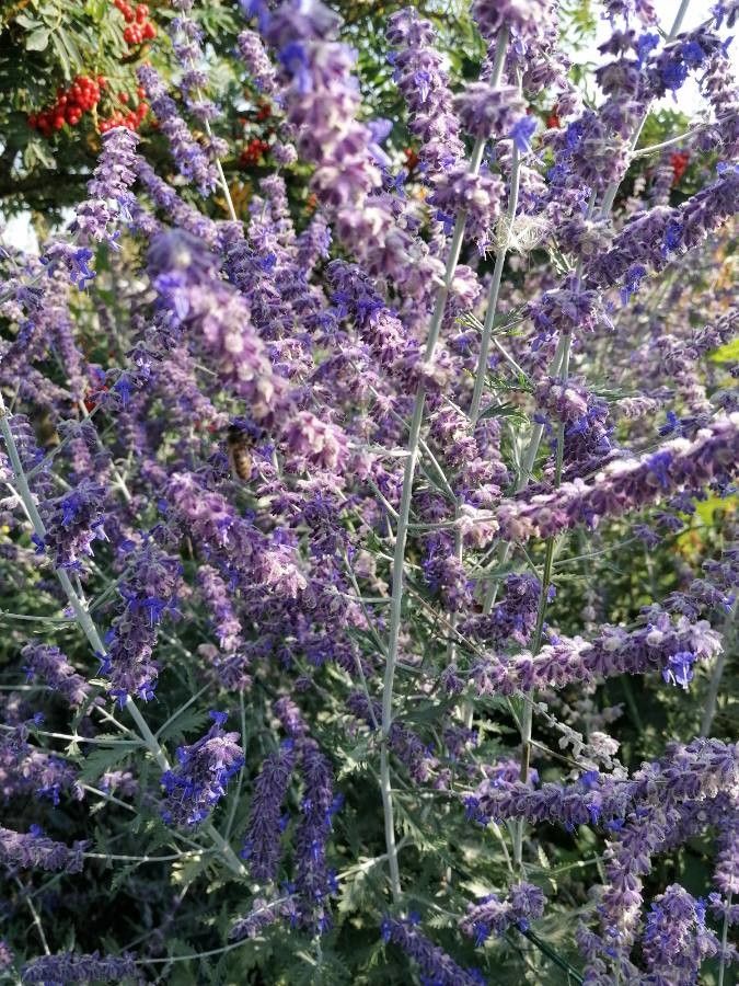 Perovskia atriplicifolia flower
