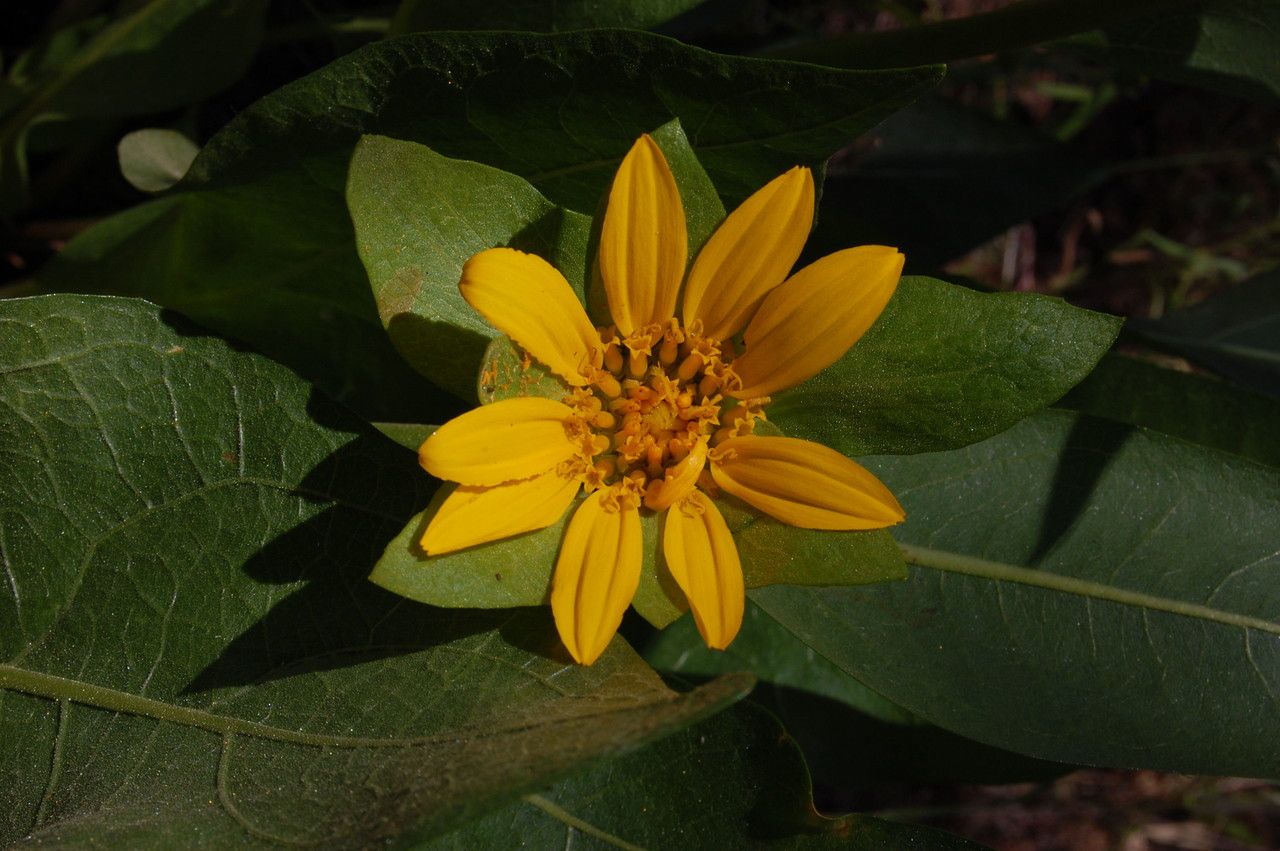 Wyethia glabra — related species from the same genus