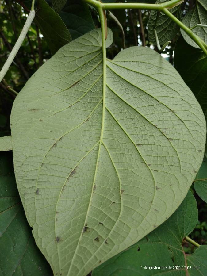 Piper auritum — search result for 'Piperaceae'