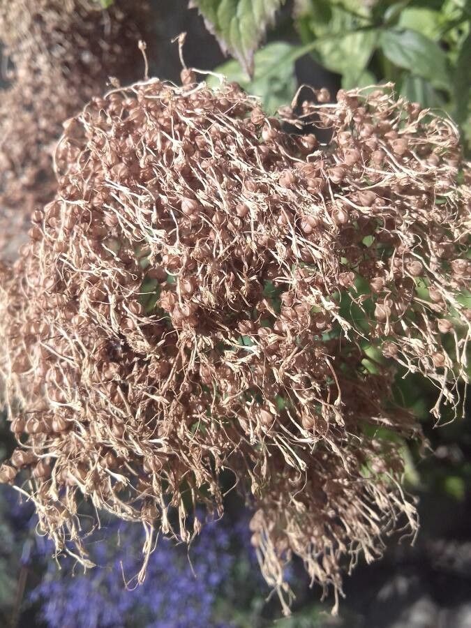 Trachelium caeruleum fruit