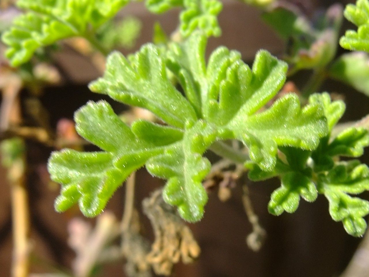 Pelargonium trifidum leaf