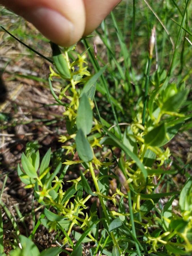 Thymelaea sanamunda habit