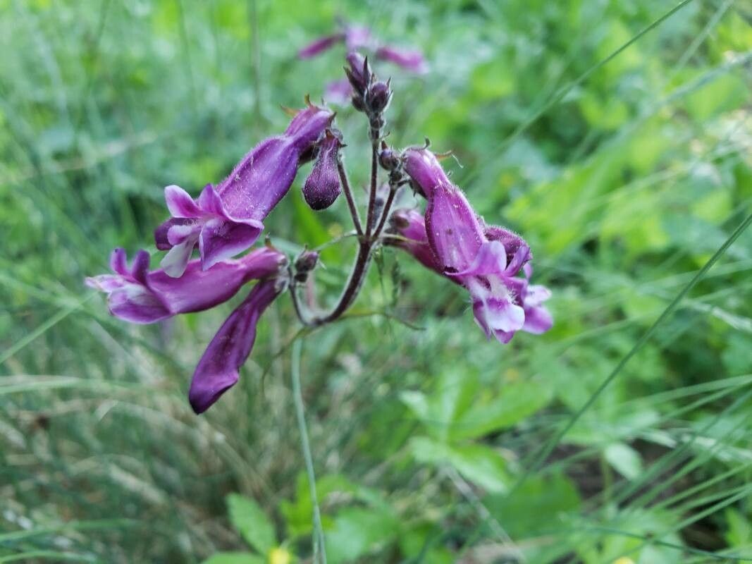 Penstemon hirsutus flower
