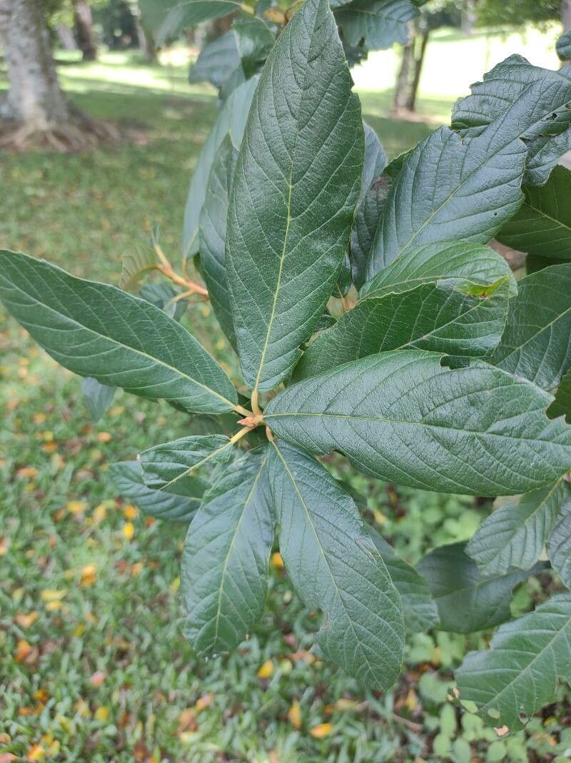 Clethra scabra — search result for 'Clethra'