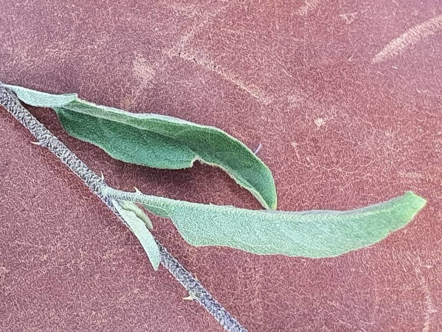 Solanum hastifolium leaf