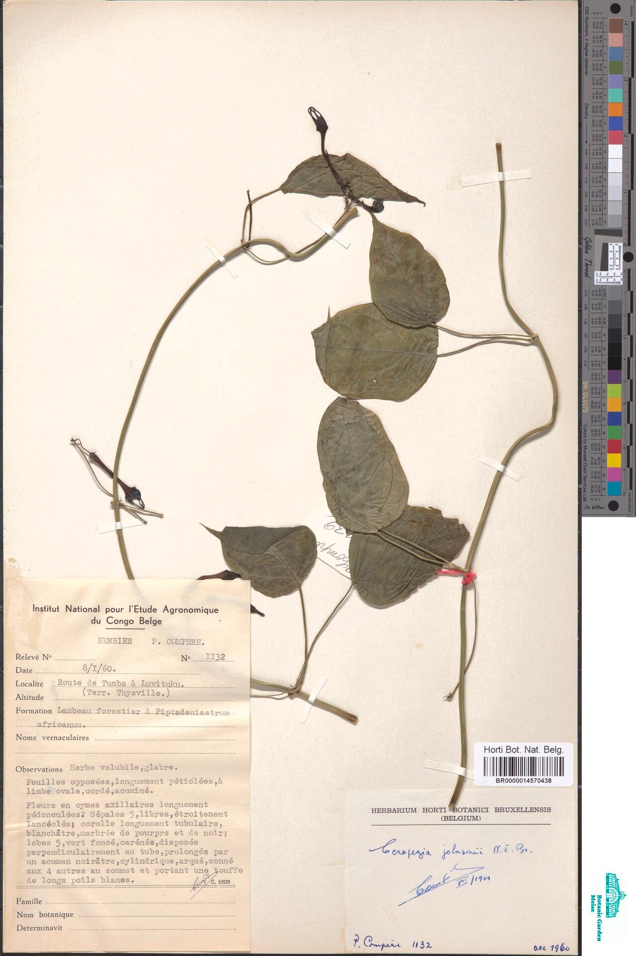 Ceropegia johnsonii — search result for 'Ceropegia'