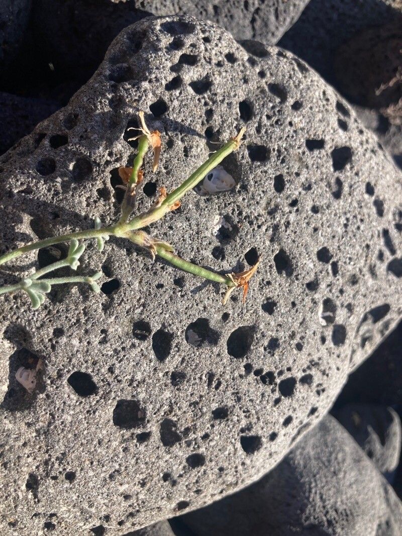Lotus sessilifolius fruit
