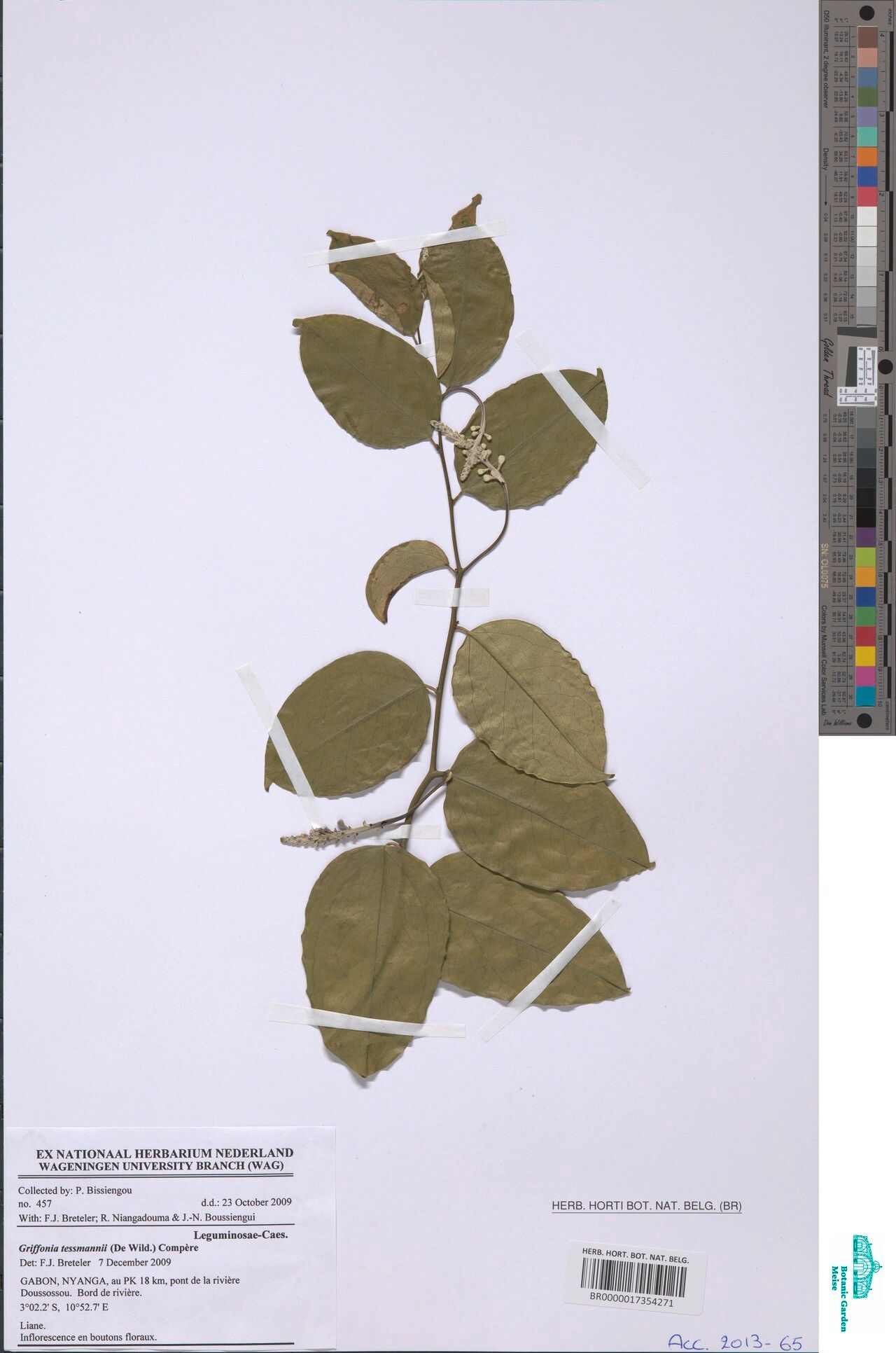 Griffonia tessmannii — related species from the same genus