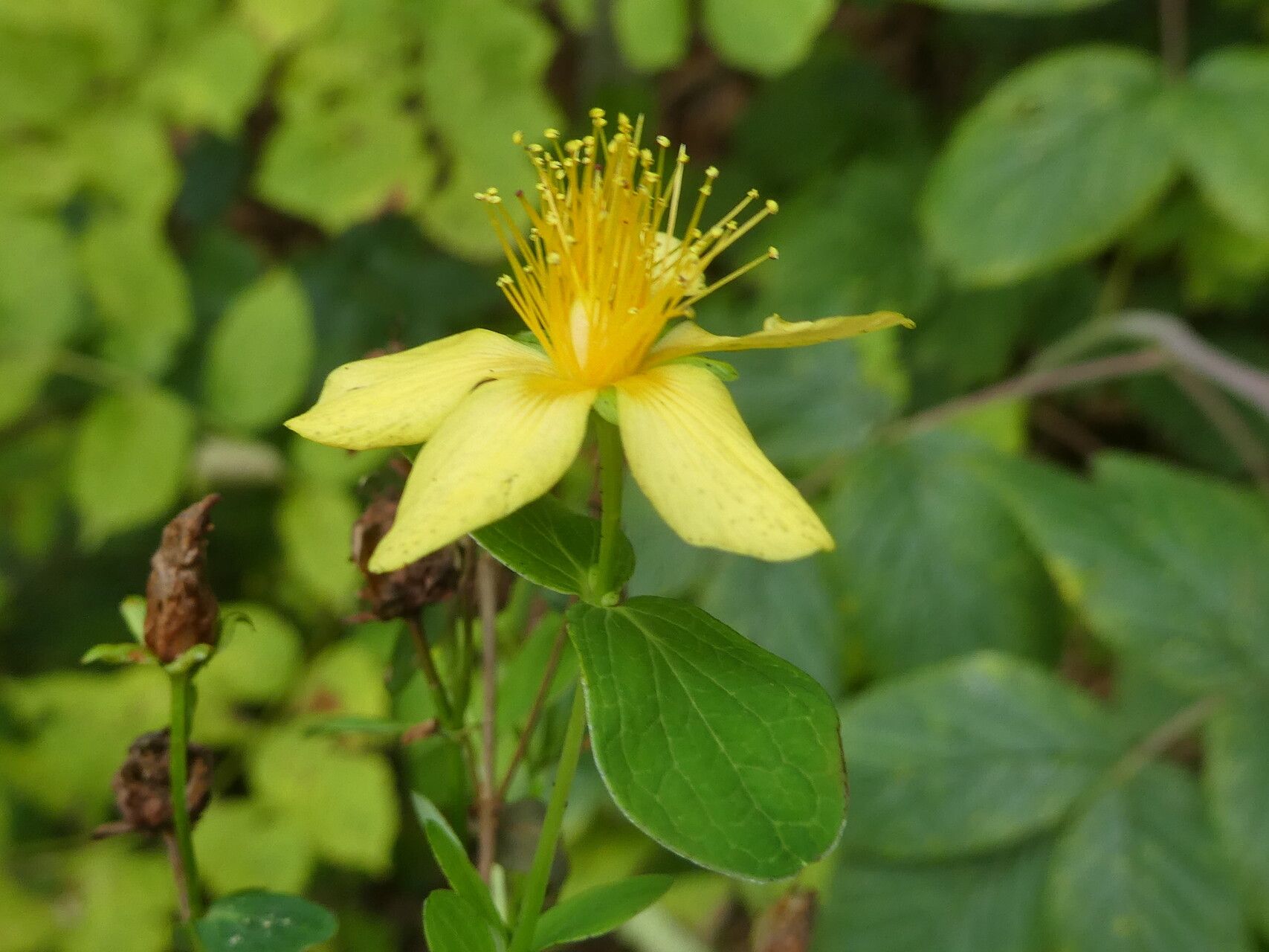 Hypericum tetrapterum flower
