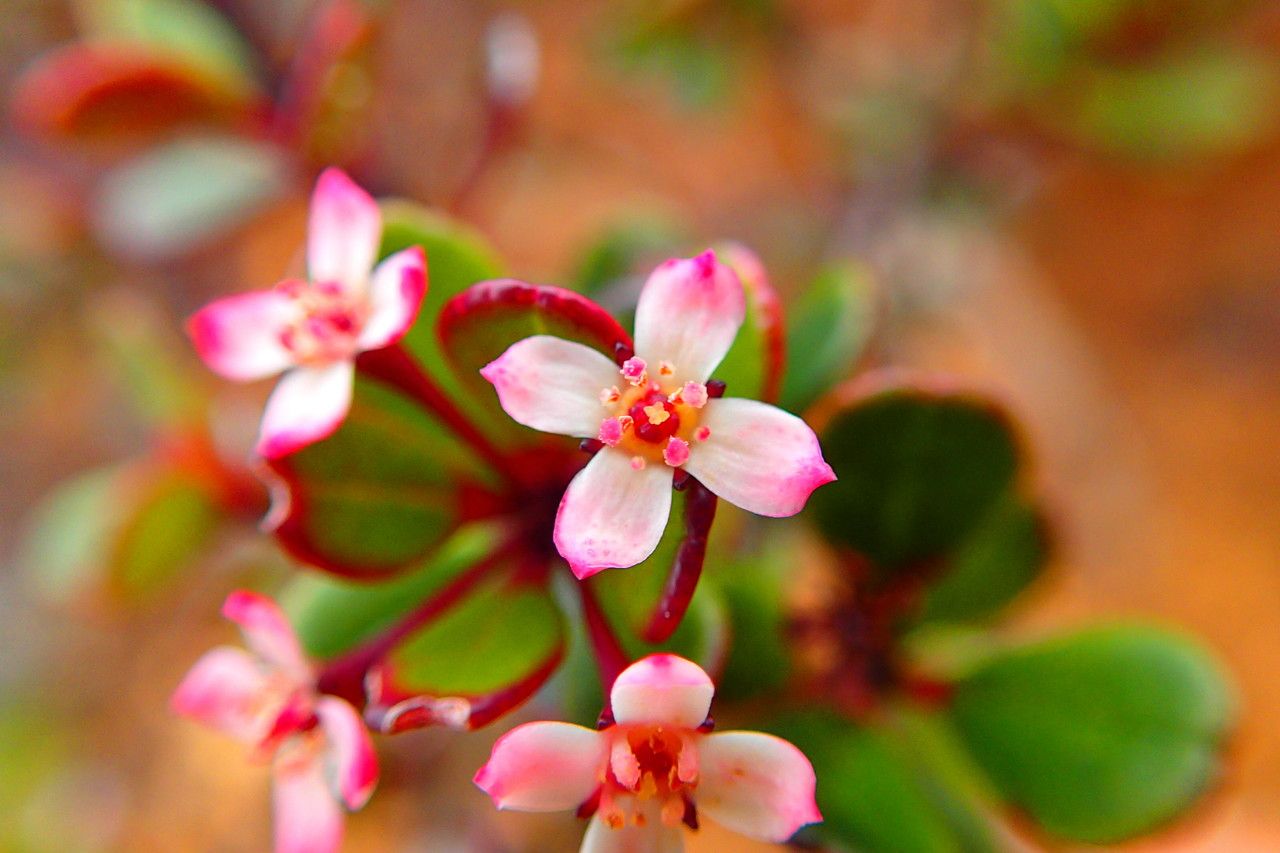 Boronia parvifolia — search result for 'Boronia'