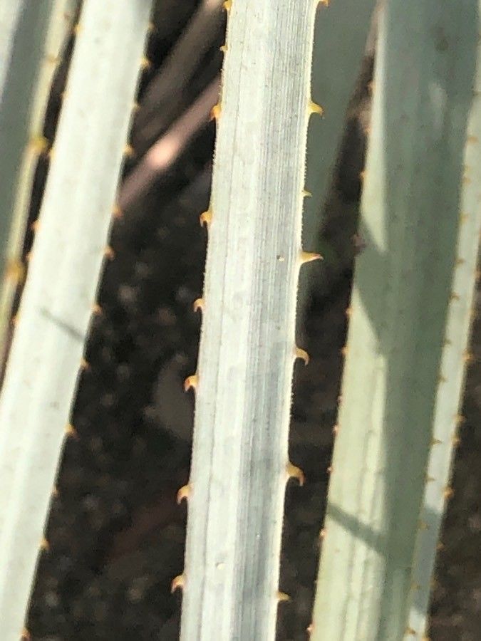 Agave palmeri leaf
