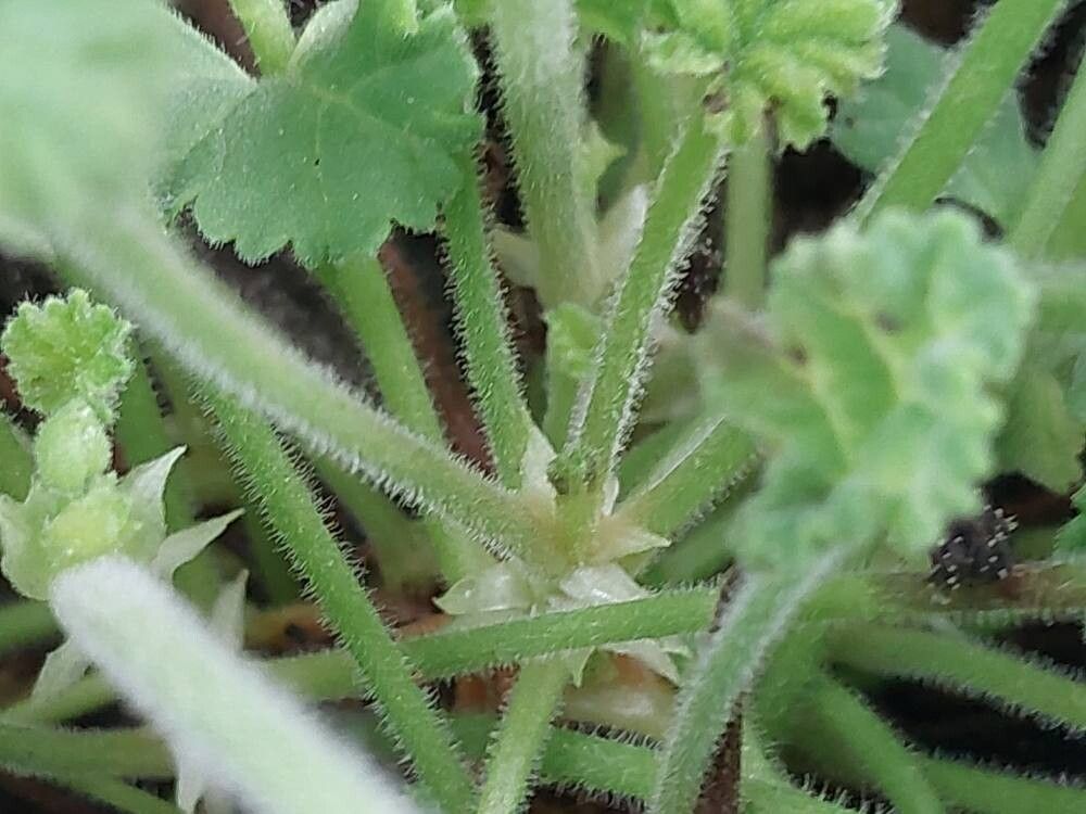 Pelargonium mollicomum bark