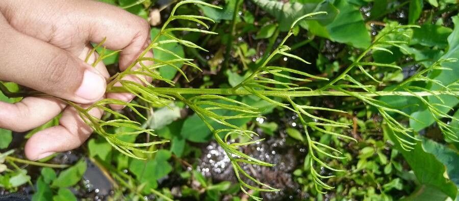 Ceratopteris thalictroides habit