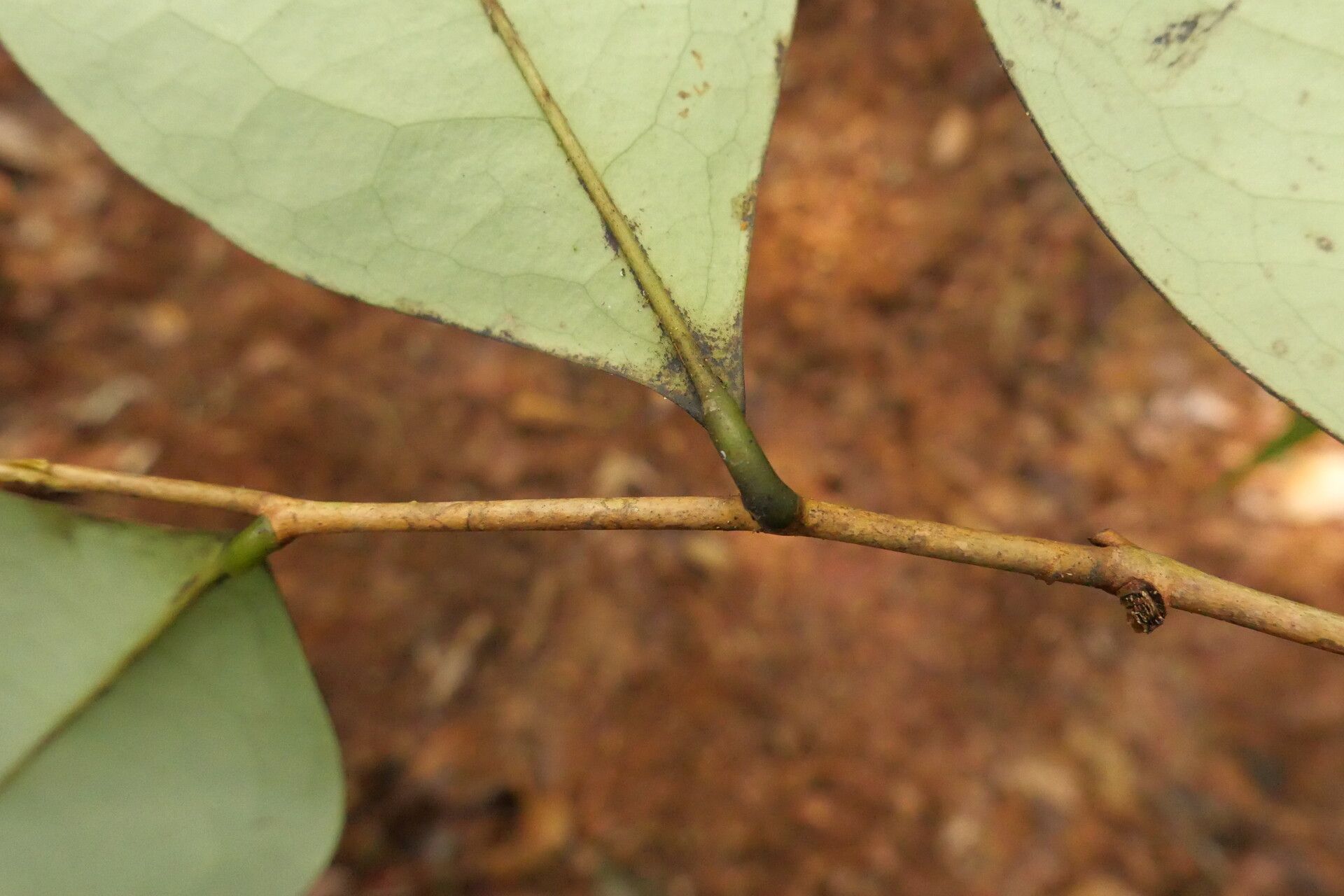 Xylopia globosa leaf