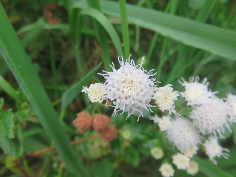 Ageratina glechonophylla flower