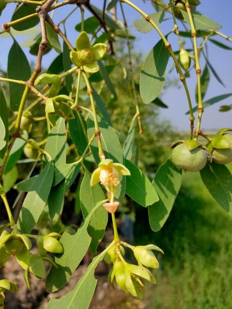 Sonneratia caseolaris flower
