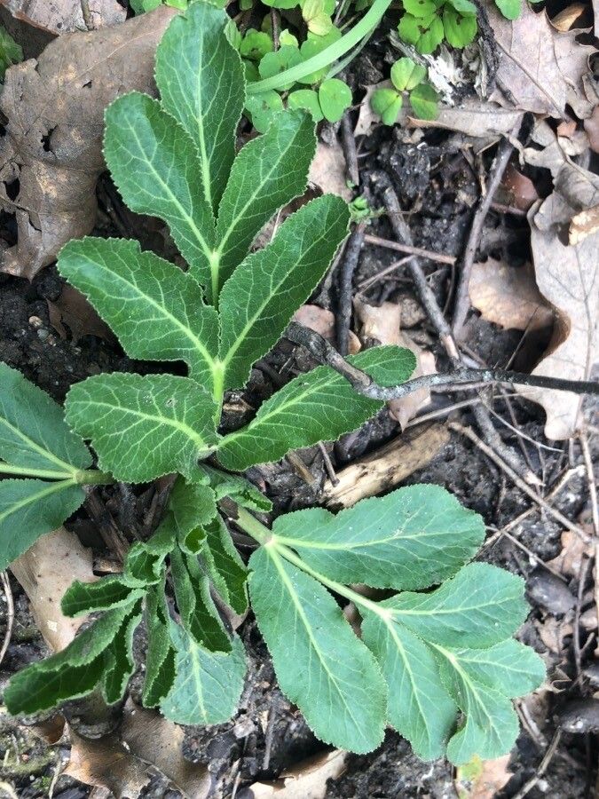 Opopanax chironium — search result for 'Vanilla'