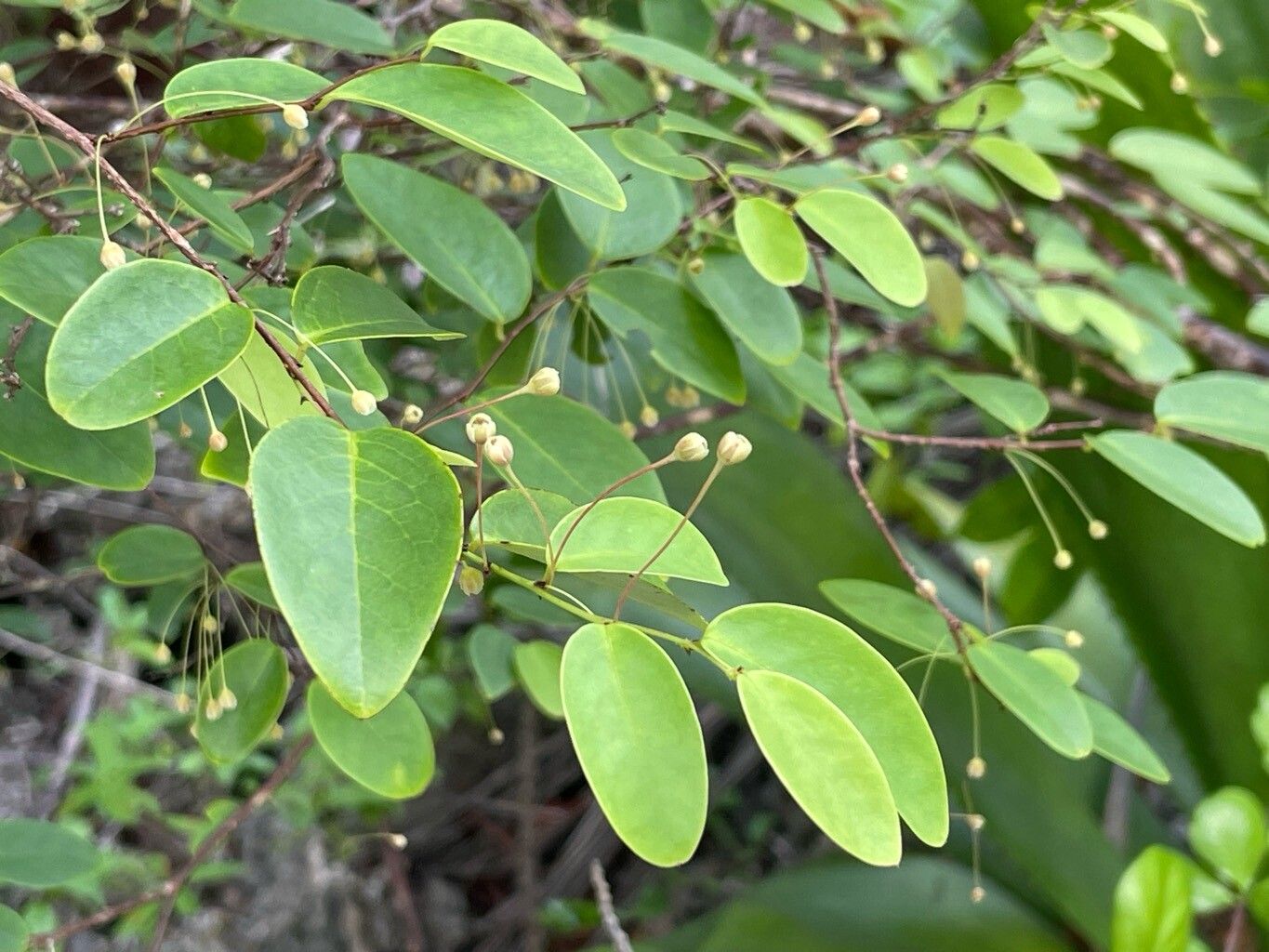 Phyllanthus nutans — houseplant care guide