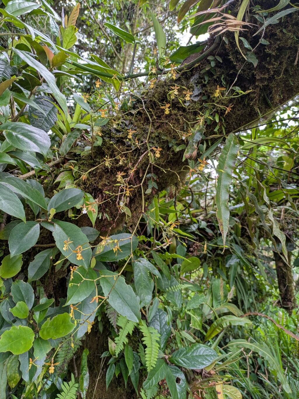 Cyrtochiloides panduriformis flower