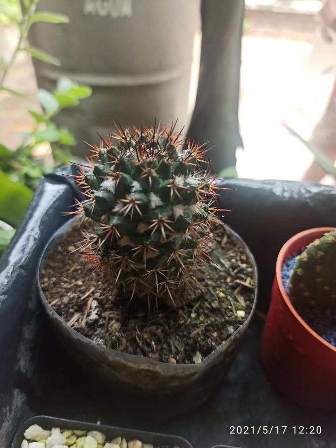 Mammillaria voburnensis flower