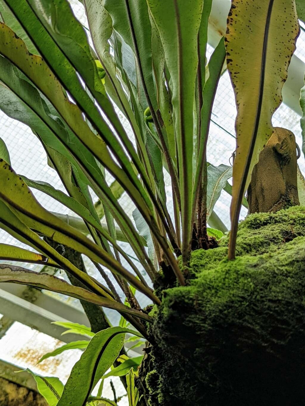 Elaphoglossum erinaceum bark