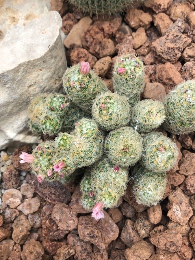 Mammillaria schiedeana leaf