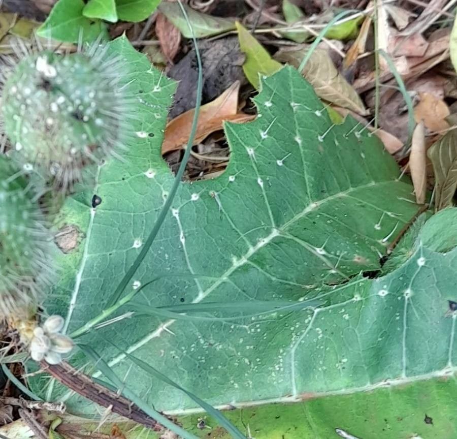 Cnidoscolus albomaculatus — related species from the same genus