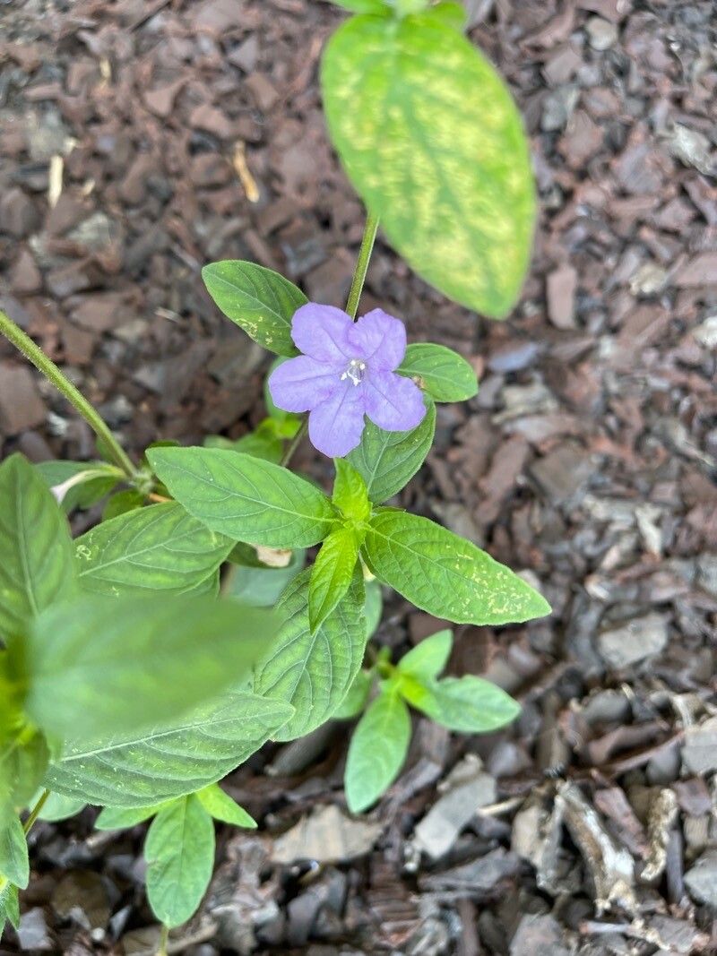 Ruellia occidentalis — search result for 'Ruellia'