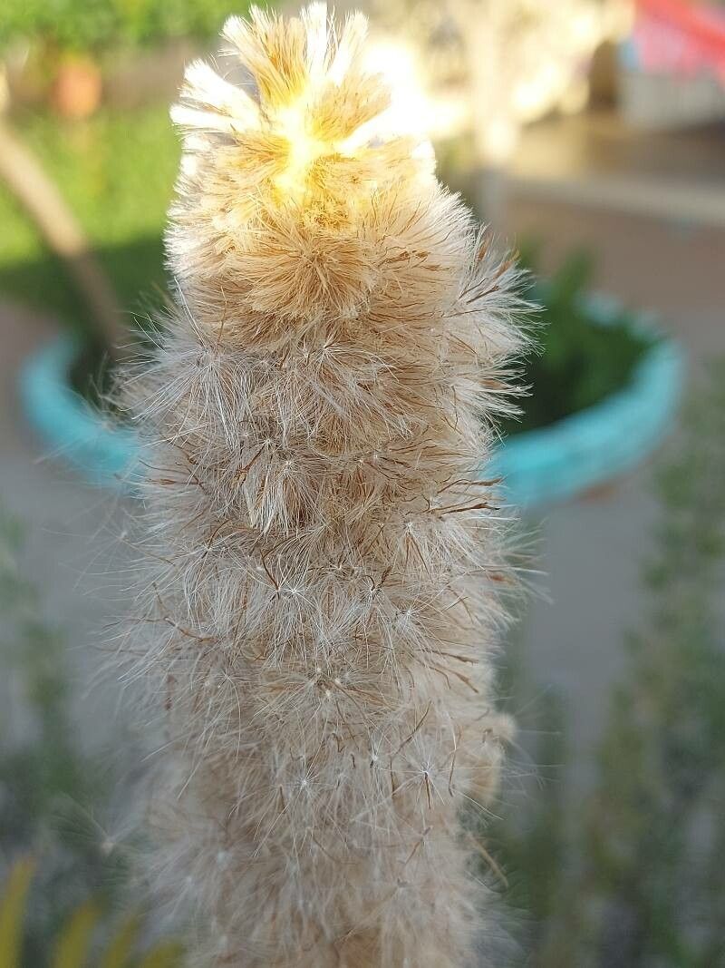 Pterocaulon lanatum flower