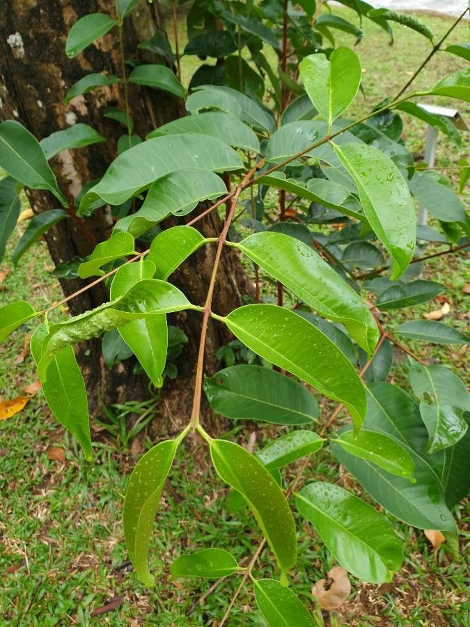 Syzygium grande leaf